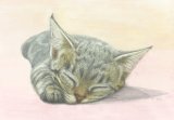 画像: デザインアートシート　春眠ねこ